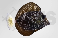 m10254_Zebrasoma-gemmatum_Mauritius_Segelflossen_Doktor_02