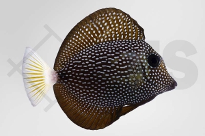 m10254_Zebrasoma-gemmatum_Mauritius_Segelflossen_Doktor_02