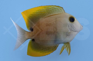 m10257_Ctenochaetus-tominiensis_Tominis-Borstenzahndoktorfisch_00