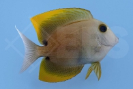 m10257_Ctenochaetus-tominiensis_Tominis-Borstenzahndoktorfisch_00