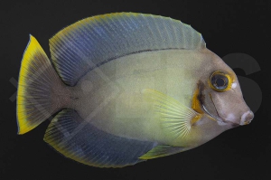 m10265_Acanthurus-pyroferus_Schokoladen-Doktorfisch_01