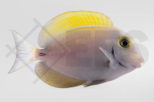 m10279_Acanthurus-dussumieri_Dussumieres-Doktorfisch_02