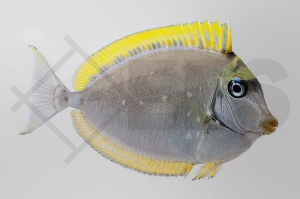 m10282_Naso-elegans_Indischer-Gelbklingen-Nasendoktor_051