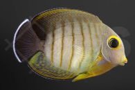 m10283_Acanthurus-tristis_Eibli-Mimikrydoktor_01