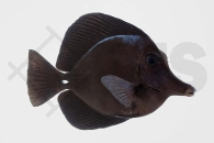 m10284_Zebrasoma-rostratum_Schwarzer-Segelflossen-Doktor_01