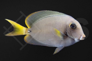 m10289_Acanthurus-leucocheilus_Weisslippen-Doktorfisch_01