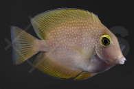 m10291_Ctenochaetus-truncatus_Indischer-Goldring-Borstenzahndoktor_02