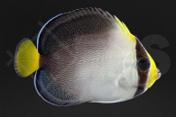 m10306_Chaetodontoplus_mesoleucus_Mond_Samtkaiserfisch_01