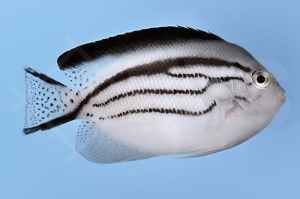 m10307_Genicanthus-lamarck_Lamarcks-Lyrakaiserfisch_00