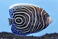 m10308_Pomacanthus-imperator_Imperator-Kaiserfisch_00