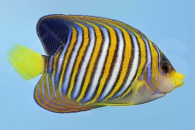 m10312_Pygoplites-diacanthus_Pfauenkaiserfisch_00