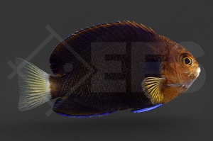 m10321_centropyge_flavicauda_weissschwanz_zwergkaiser_01