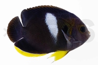 m10326_Centropyge-tibicen_Schluesselloch-Zwergkaiserfisch_01