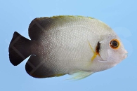 m10331_Centropyge-vroliki_Perlschuppen-Zwergkaiserfisch_00