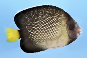 m10334_Apolemichthys-xanthurus_Indischer-Rauchglas-Kaiserfisch_00