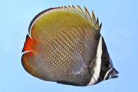 m10335_Chaetodon-collare_Rotschwanz-Falterfisch_00