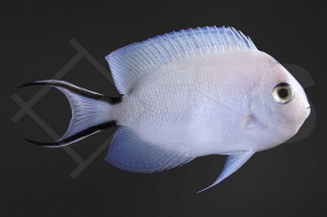 m10336_Genicanthus_caudovittatus_Indischer-Zebrakaiserfisch_female_01