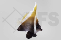 m10338_Heniochus_varius_Schwarzer-Wimpelfisch_01