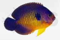 m10350_Centropyge-bispinosa_Streifen-Zwergkaiser_01