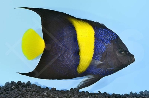 m10356_Pomacanthus-asfur_Halbmond-Kaiserfisch_adult_00