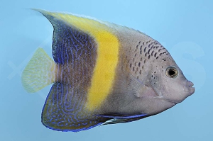 m10357_Pomacanthus-maculosus_Sichel-Kaiserfisch_000