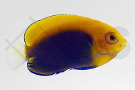 m10361_Centropyge-acanthops_Orangeruecken-Zwergkaiserfisch_01