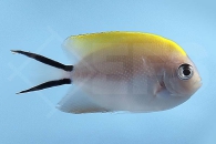 m10363_Genicanthus-melanospilos_Pazifischer-Zebrakaiser_w_01