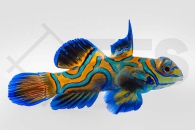 m10713_Synchiropus-splendidus_Mandarinfisch_male_NZ_01