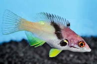 m10801_Zweifarben-Lippfisch_Bodianus-mesothorax_00