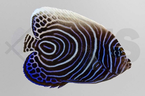 m10382_Pomacanthus-imperator_Imperator-Kaiserfisch_juvenil_01