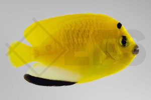 m10386_Apolemichthys-trimaculatus_Dreipunkt-Kaiserfisch_02