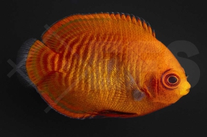 m10388_Centropyge-aurantia_Goldstreifen-Zwergkaiserfisch_01