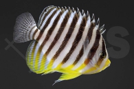 m10390_Paracentropyge-multifasciata_Zebra-Zwergkaiserfisch_01