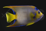 m10393_Holacanthus-ciliaris_Diadem-Prachtkaiserfisch_adult_01