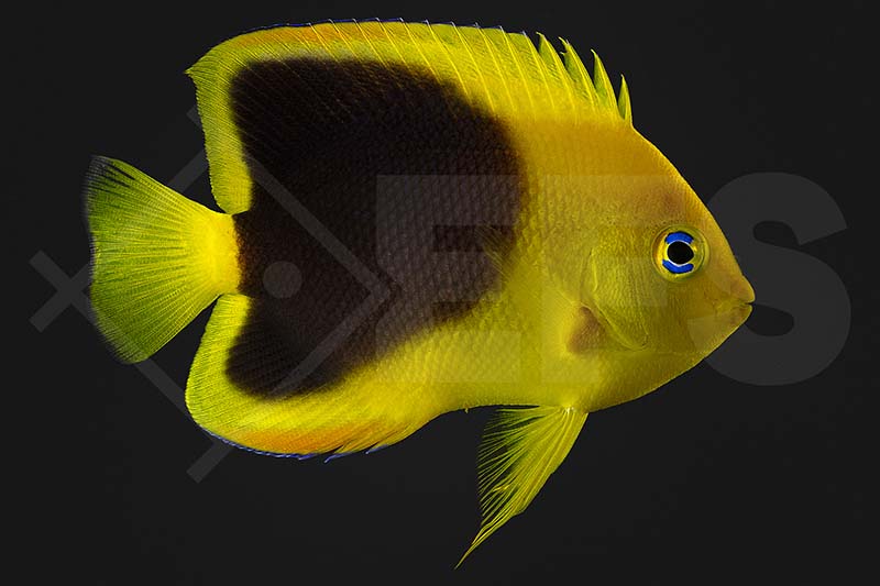 m10394_Holacanthus-tricolor_Felsenschoenheit_02