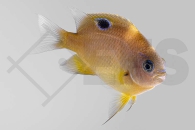 m10400_Neoglyphidodon-bonang_Augenfleck-Riffbarsch_01