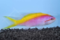 m10401_Gelbruecken-Fahnenbarsch_Pseudanthias-evansi_00