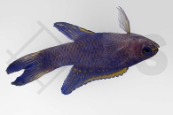 m10402_Assessor-randalli_Randalls-Mirakelbarsch_01