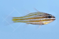 m10404_Goldstreifen-Kardinalbarsch_Ostorhinchus-cyanosoma_00