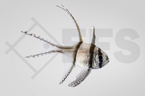 m10405_Pterapogon-kauderni_Banggai-Kardinalbarsch_juvenil_01