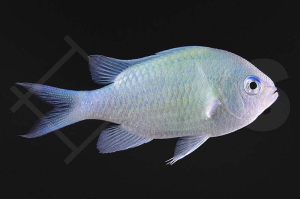 m10410_Chromis-viridis_Gruenes-Schwalbenschwaenzchen_01