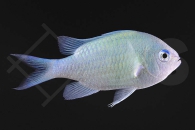 m10410_Chromis-viridis_Gruenes-Schwalbenschwaenzchen_01