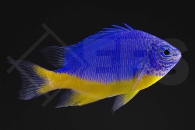 m10411_Chrysiptera-hemicyanea_Azur-Demoiselle_01