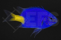 m10412_Gelbschwanzdemoiselle_Chrysiptera-parasema_01