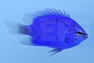 m10413_Springers-Demoiselle_Chrysiptera-springeri_00