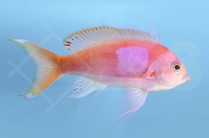 m10420_Seitenstreifen Fahnenbarsch_Pseudanthias-pleurotaenia_00
