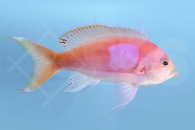 m10420_Seitenstreifen Fahnenbarsch_Pseudanthias-pleurotaenia_00