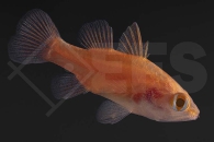 m10429_Fowleria-flammea_Flammen-Kardinalbarsch_02