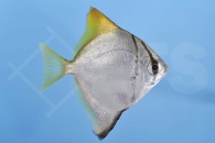 m10430_Silberflossenblatt_Monodactylus-Argenteus_00