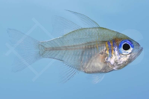 m10432_Fadenflossen-Kardinalbarsch_Zoramia-leptacantha_00